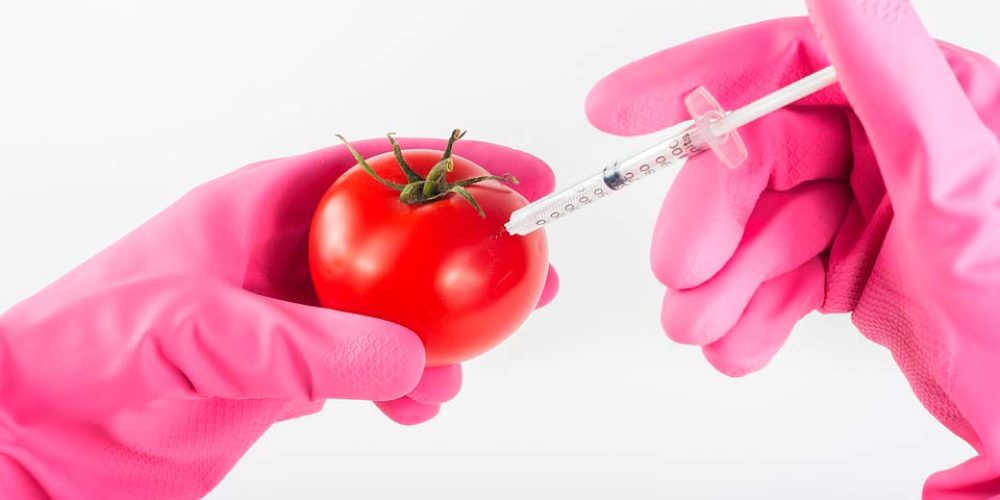 Què són Aliments Transgènics