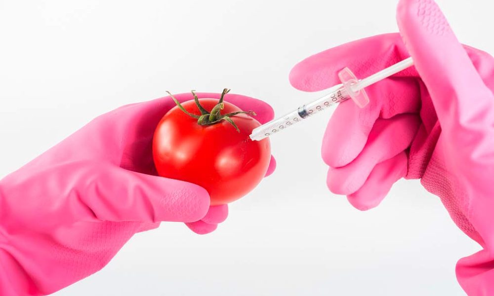 Què són Aliments Transgènics o alterats genèticament