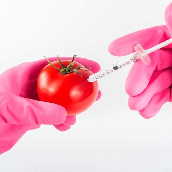 Què són Aliments Transgènics