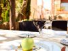 solovida restaurant 2